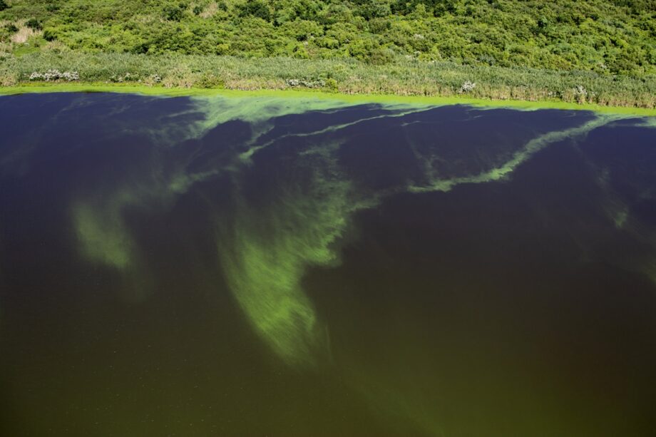 Florida Algae Technology: $10 Million to Combat